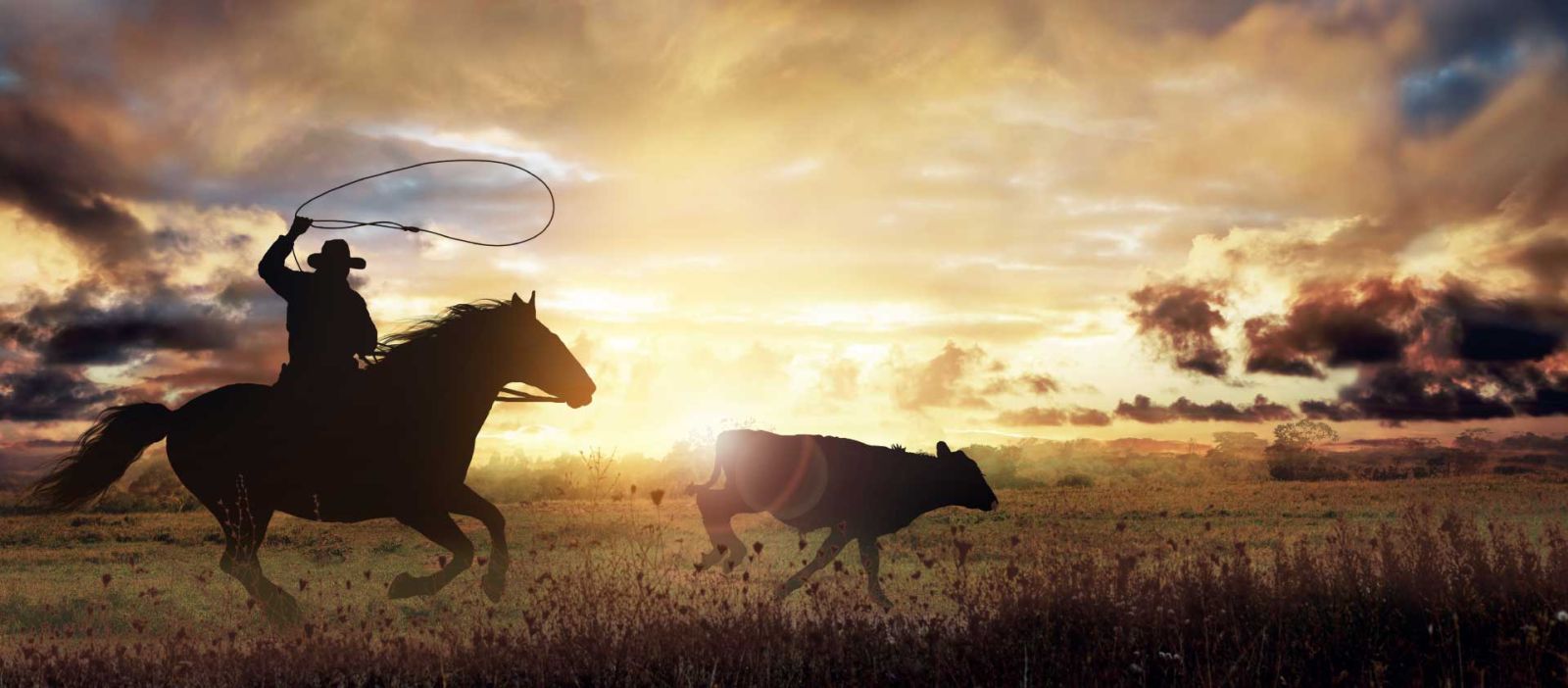 A cowboy and his horse are silhouetted by a picturesque golden sunset in the background as he expertly throws a lasso, attempting to catch a running calf on the ranch.